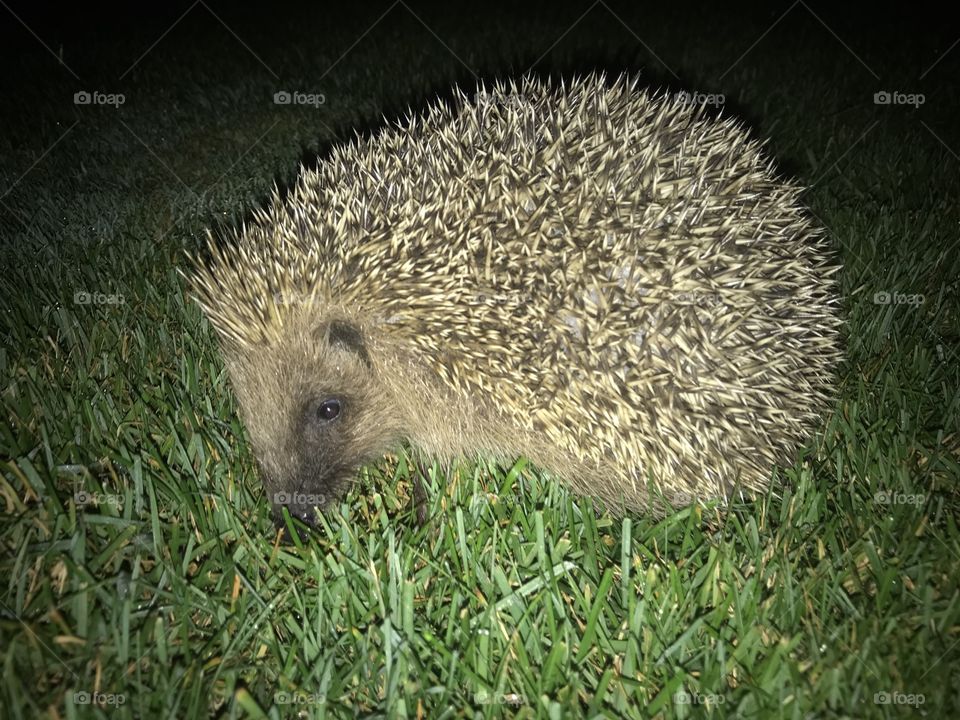 Igel Hedge