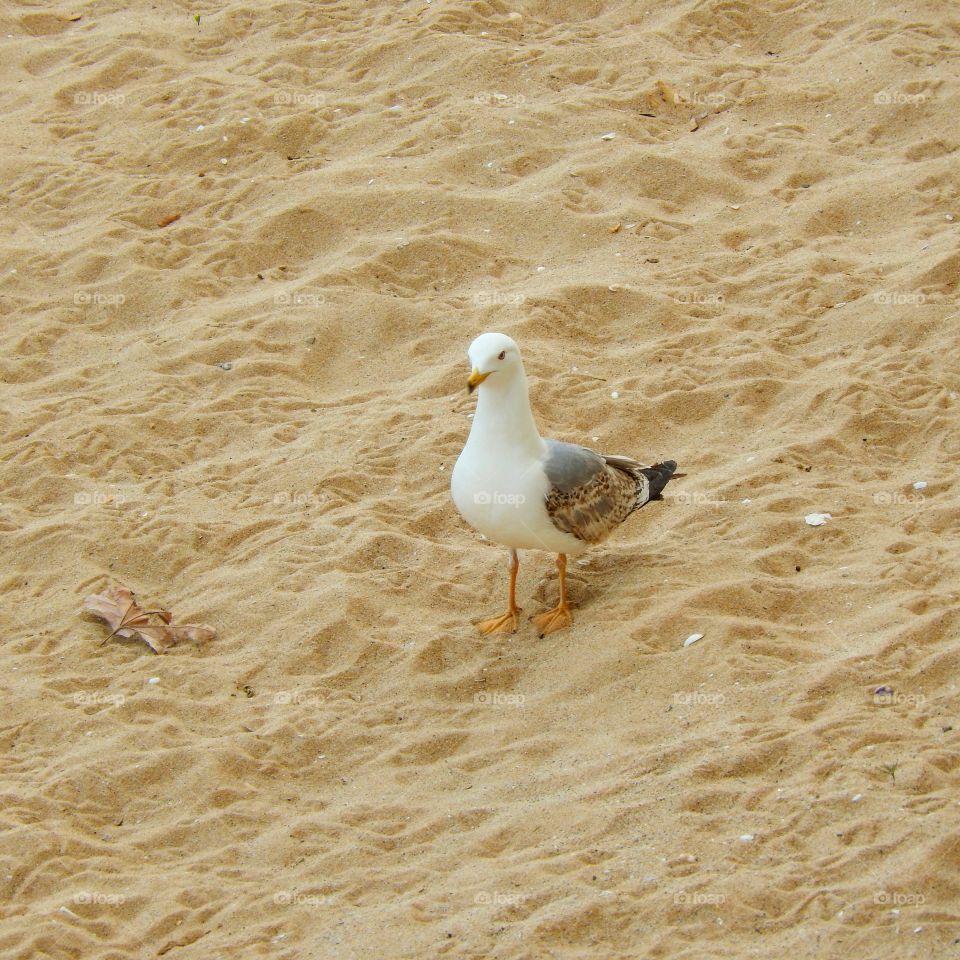 wonderfull seagull in bulgaria beach of st. constantin & elena