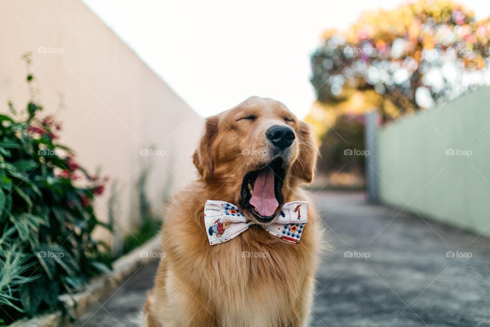 Golden retriever 