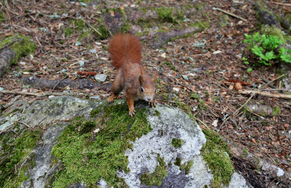 Curious squirrel.