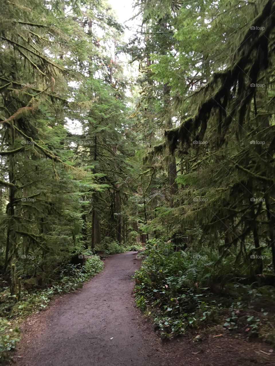 Hiking Olympic National Park 