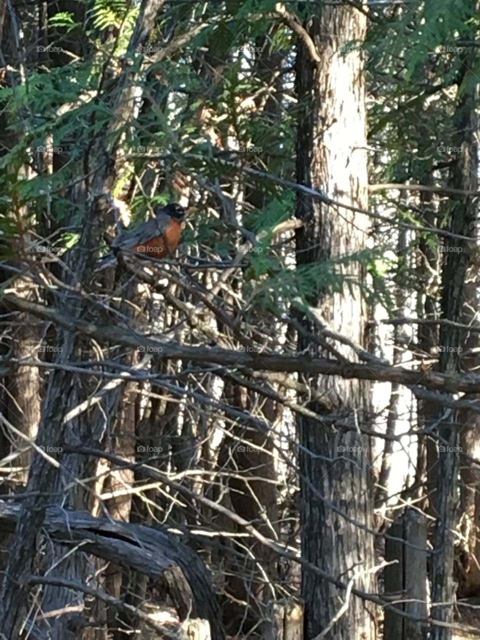 Robin singing his heart out 