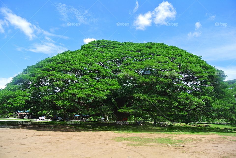 Big tree