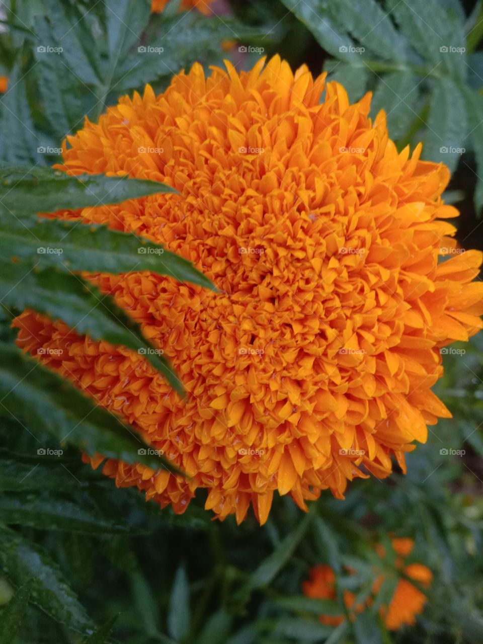 tagetes erecta flower 🌼 in November