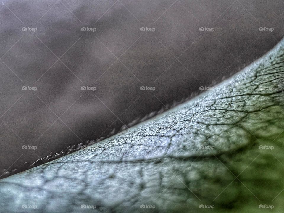 Hairs on a leaf