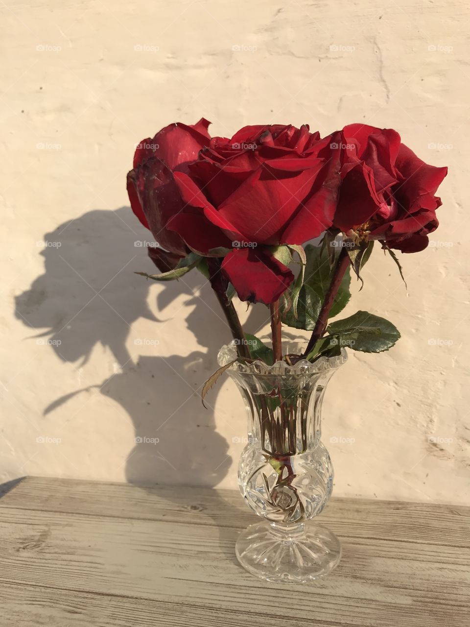 Tree beautiful red roses.