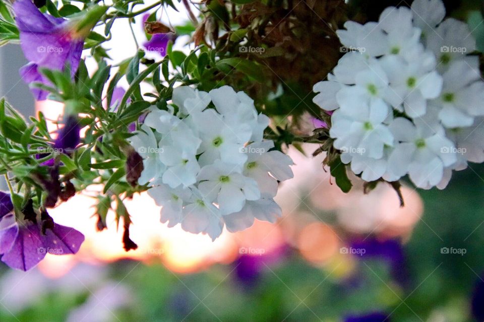 White and purple flowers in hanging basket outdoors at sunset