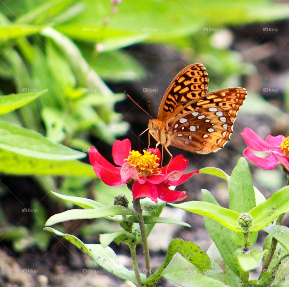 Orange spotted butterfly