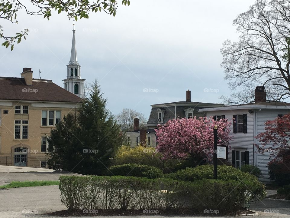 Blossoms in CT in early May