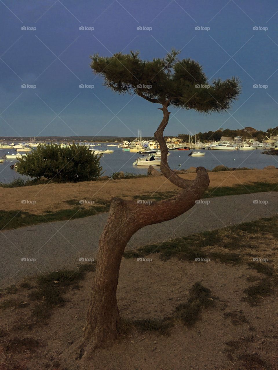 Odd tree by the sea