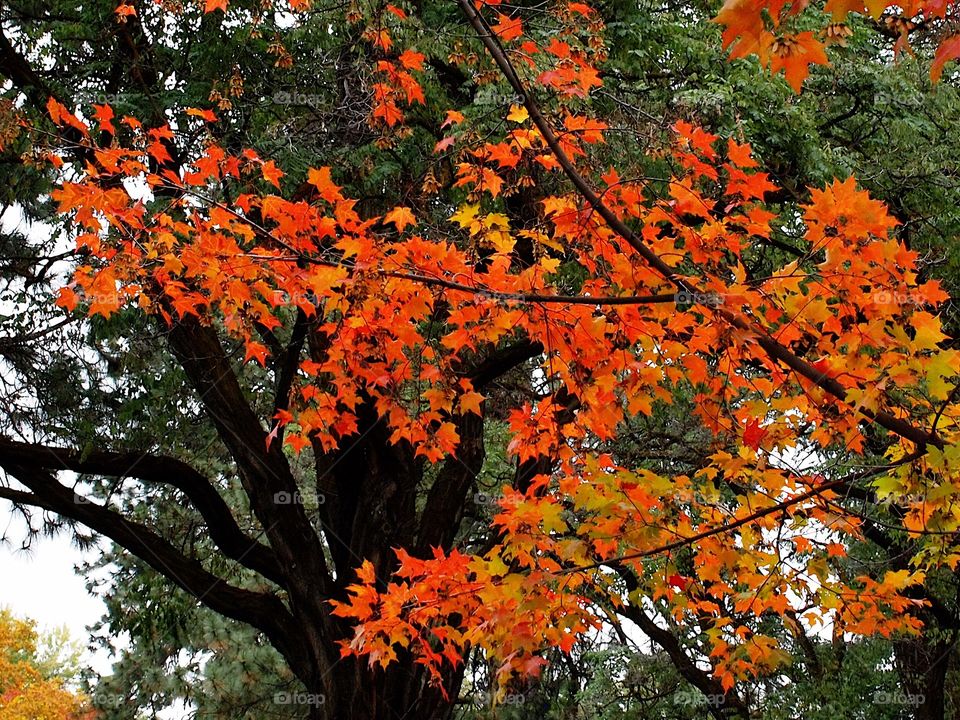 Stunning leaves on a maple tree in their fall colors of red and orange in the forests of Western Oregon. 