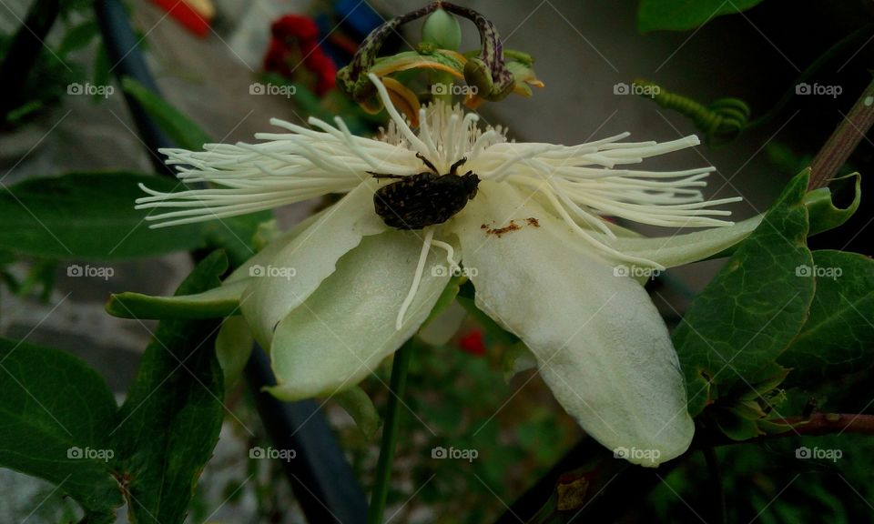 fiori del mio giardino