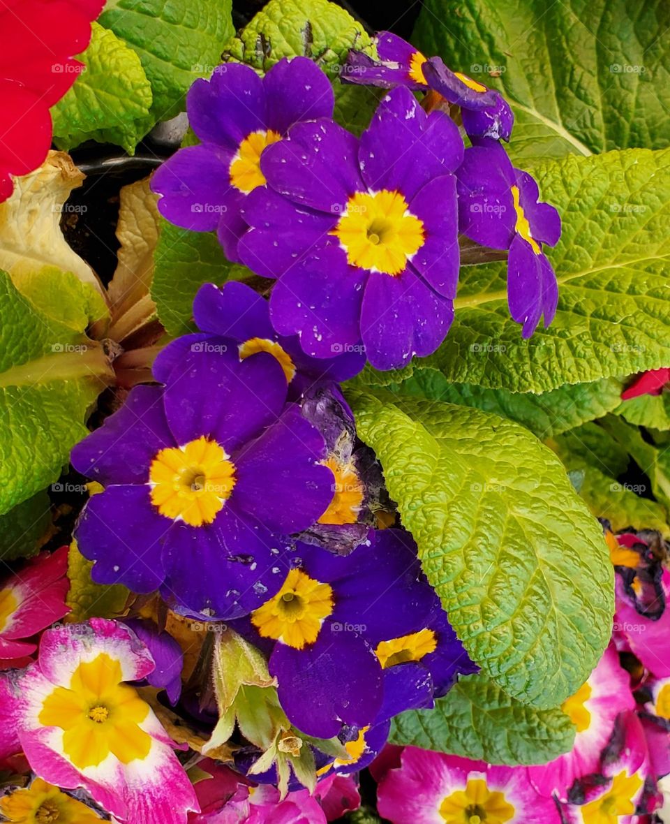 Purple Flowers in the Garden