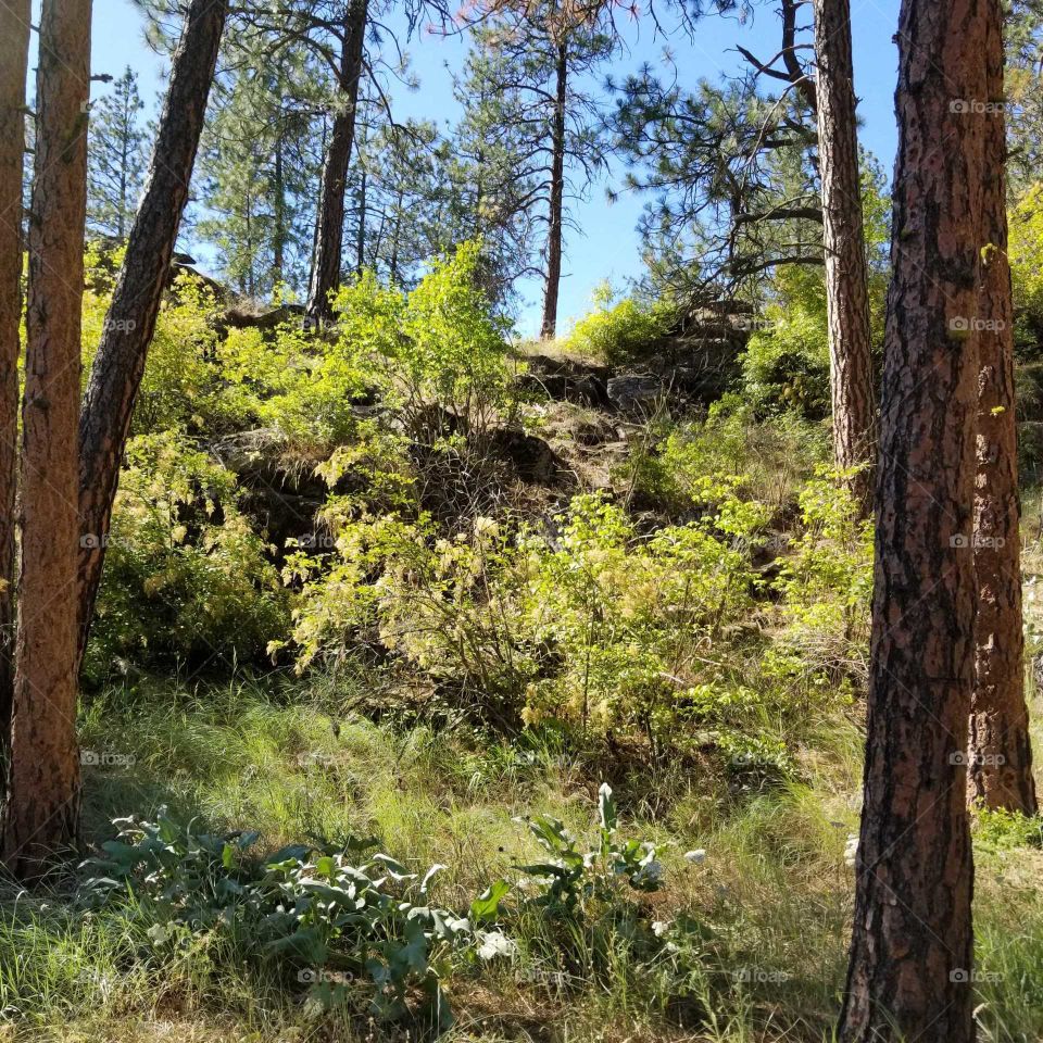 view of foliage on a hill in the woods and trees under a bright blue sky