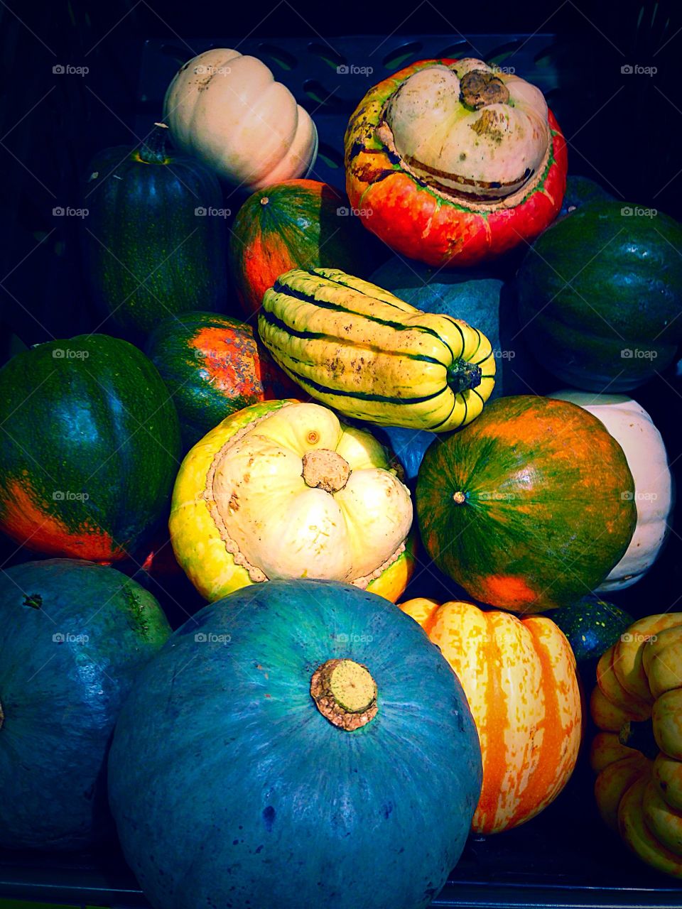 Selection of fresh pumpkins and squashes 