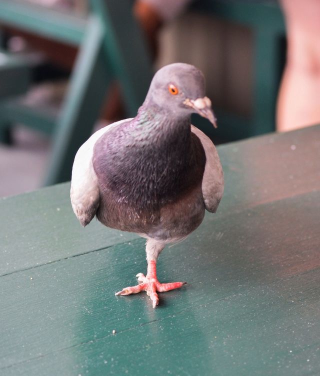 Monopod pigeon