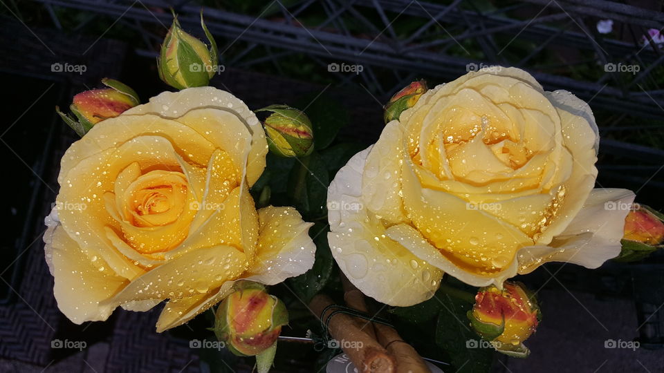 Gelbe Rosen mit Regentropfen