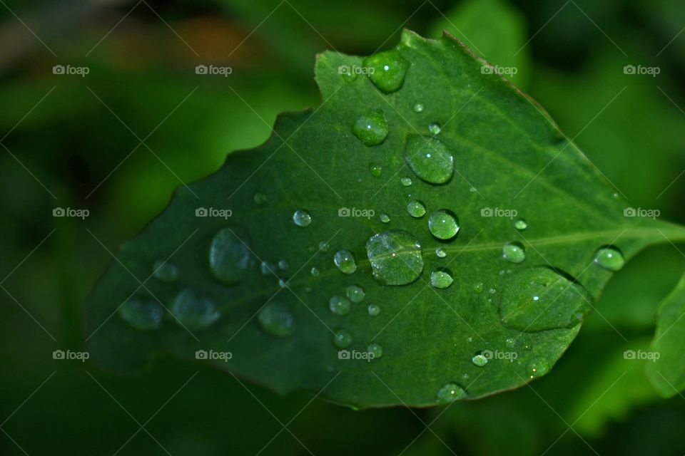 rain drops on the leaf