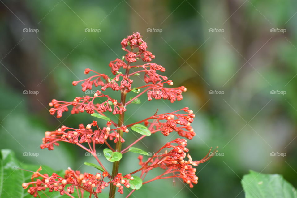 Crown shaped red flower