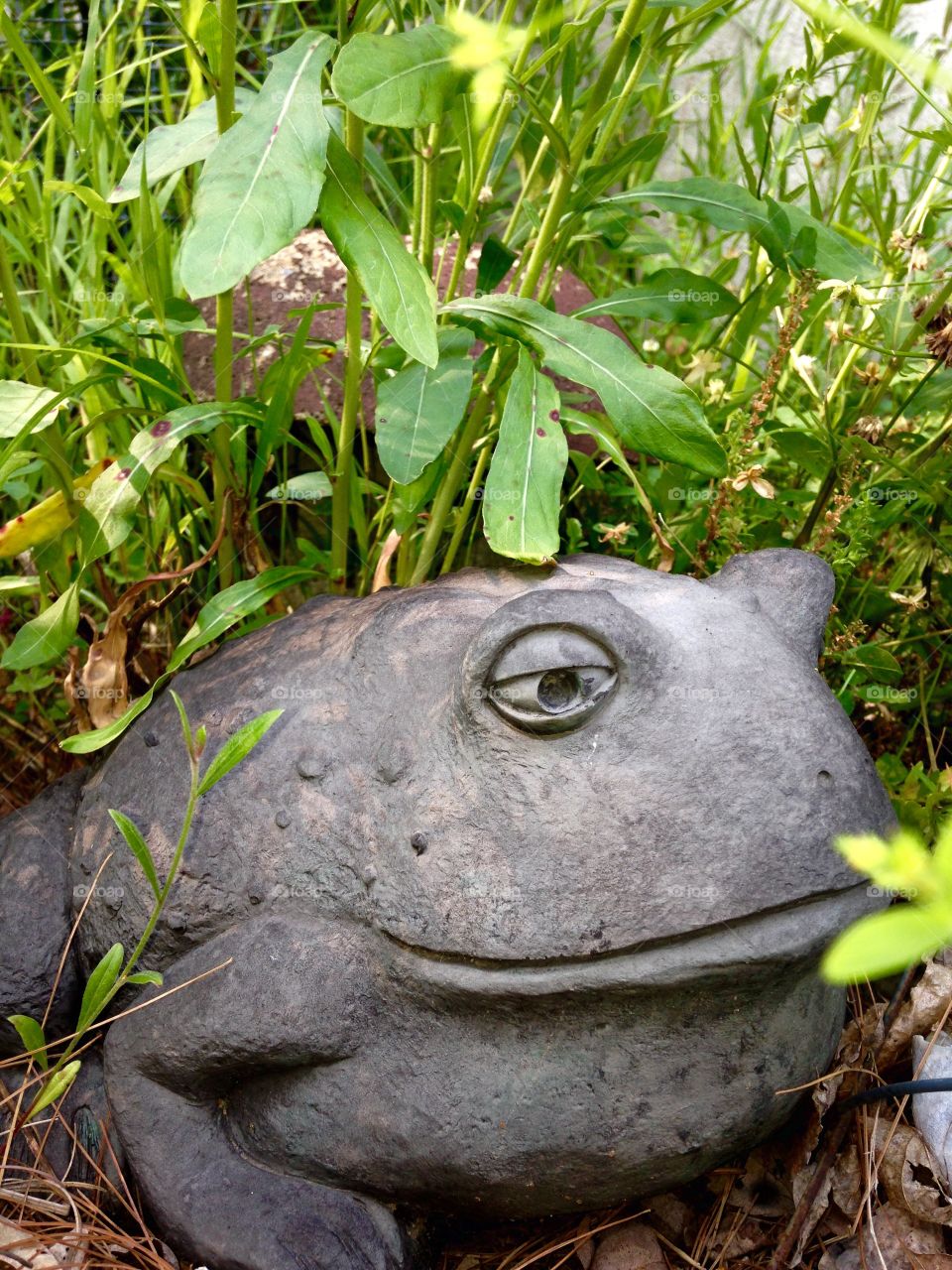 Odd Frog Statue in My Garden. I have this odd frog statue that's always been in my garden.