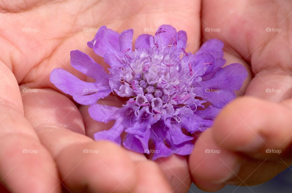Flower in kids hands 