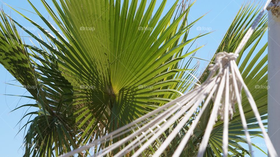 Palm, Tropical, Summer, No Person, Tree