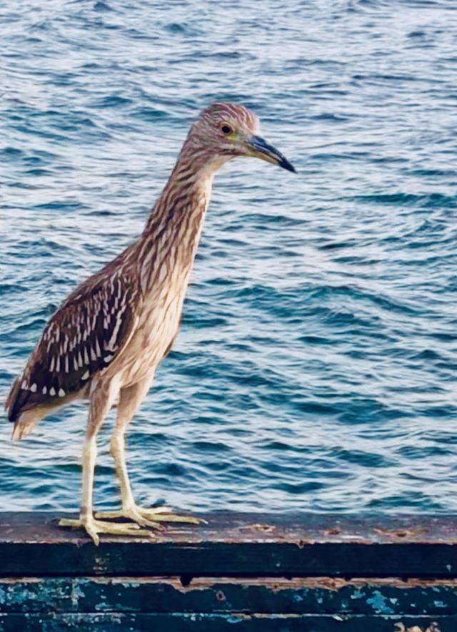 Curious Bird