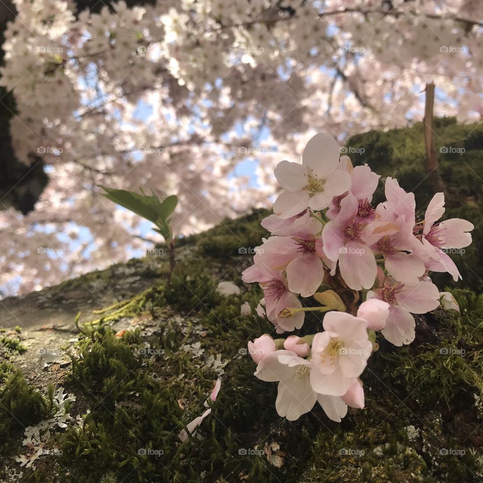 Close up cherry blossoms 