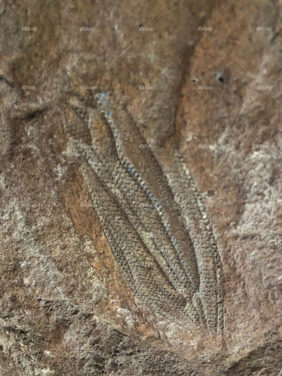 Fossil 