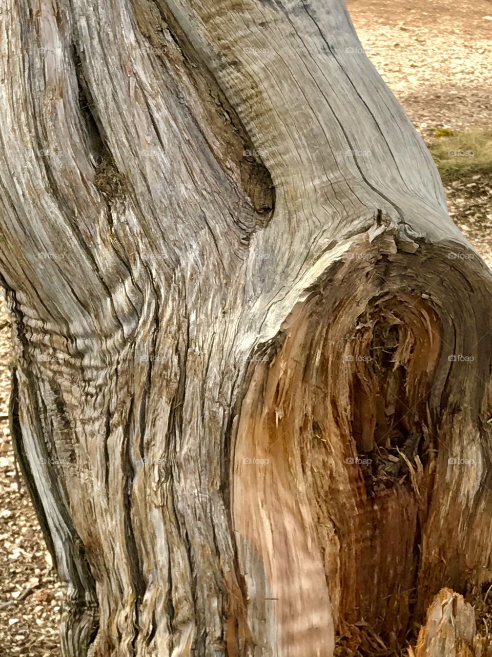 Tree Trunk Shapes