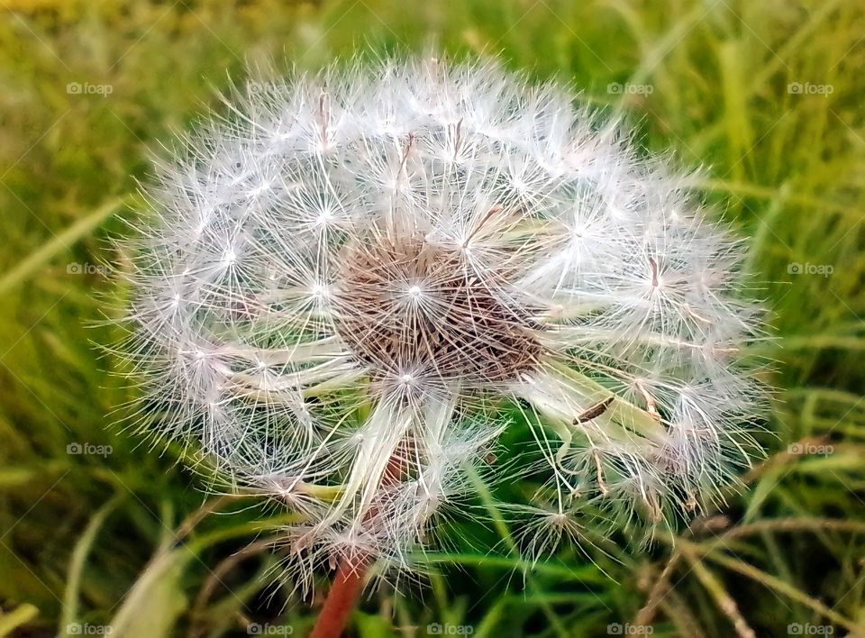 dandelion