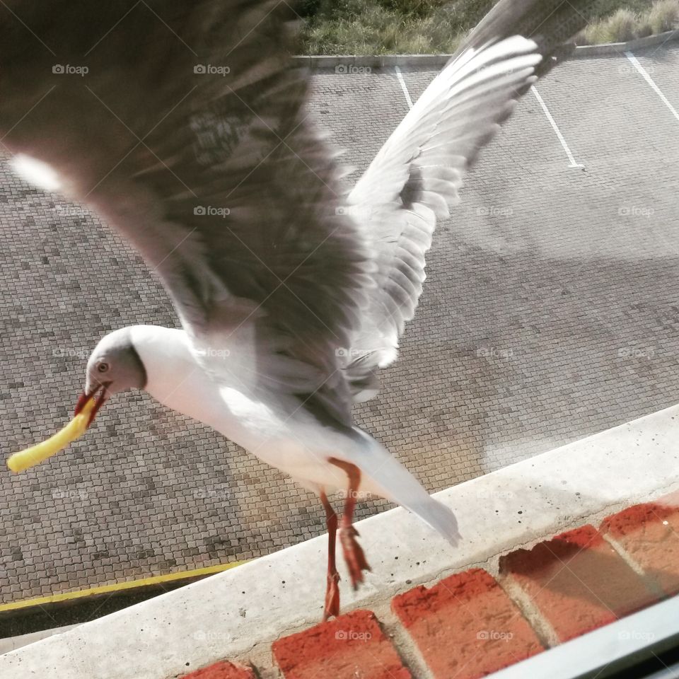 Seagull stealing a chip