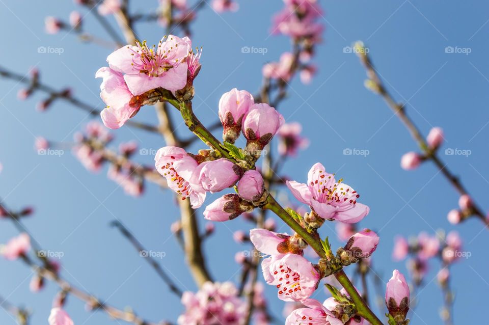 Branch of a blossoming peach.