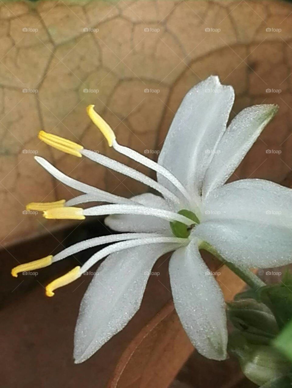 Angels are in the details