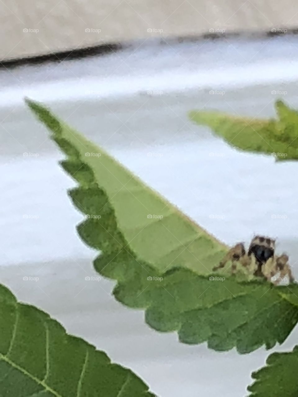 The red spider on the move