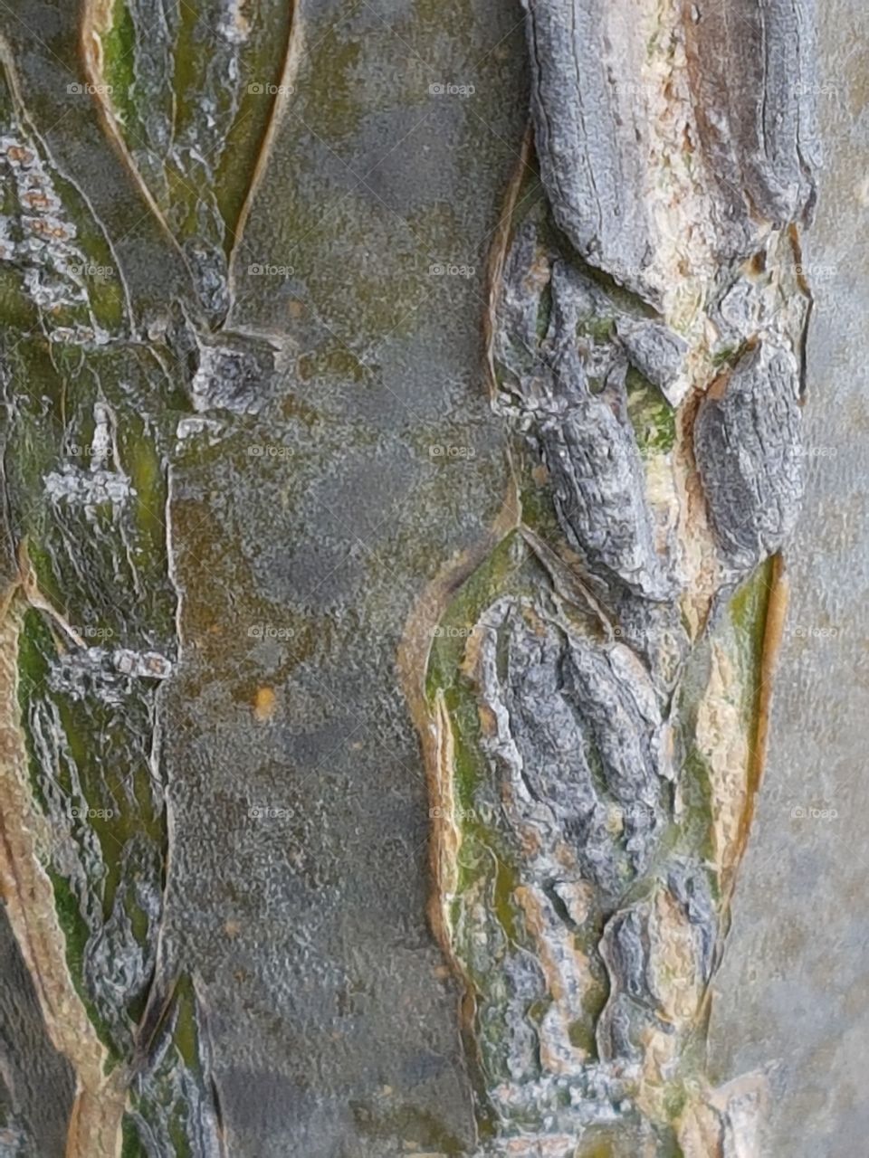 bark. tree trunk texture