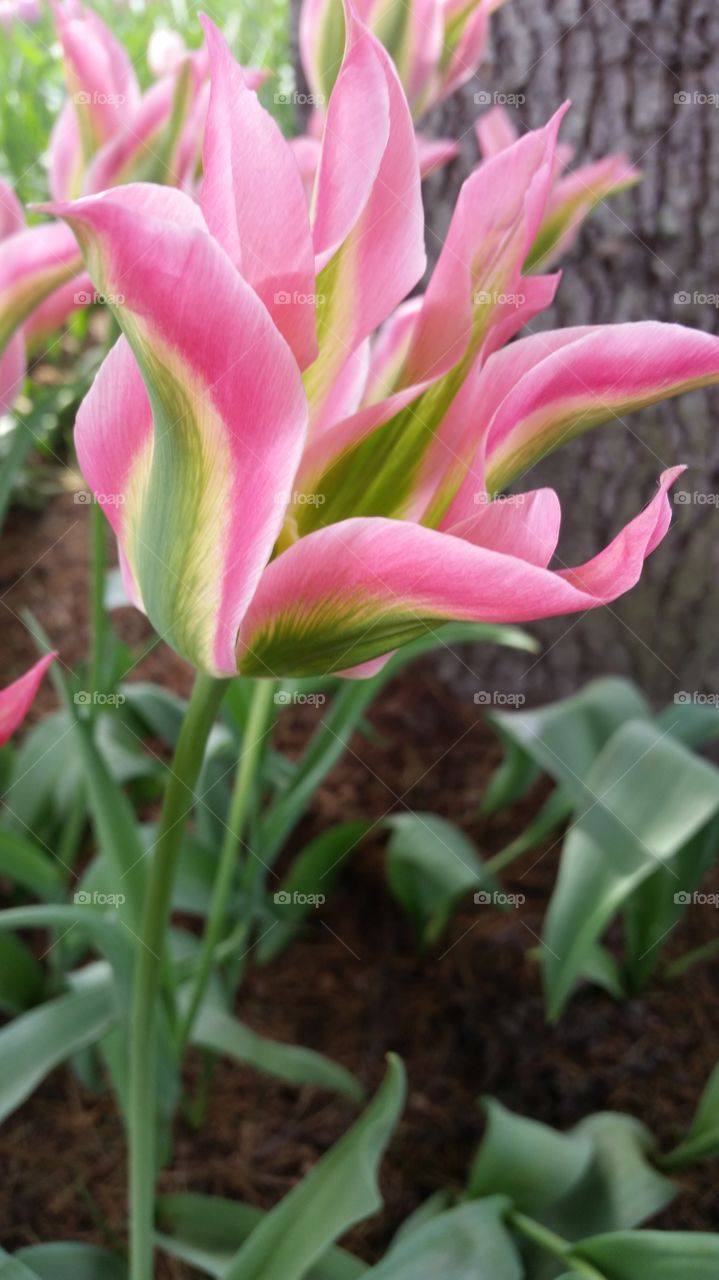 tulip . this was taken at the tulip festival in mt. vernon wa.