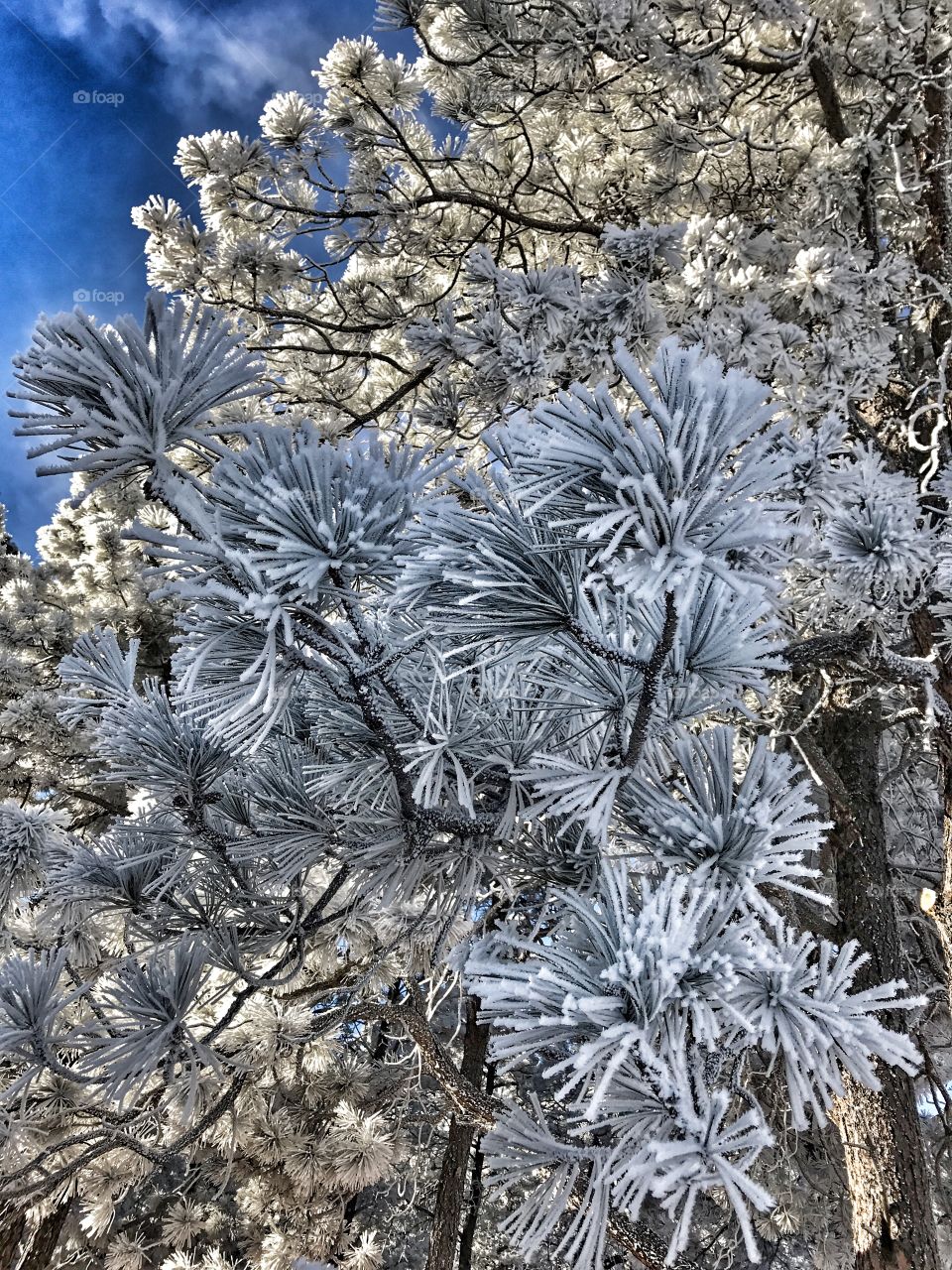 Heavy frost
