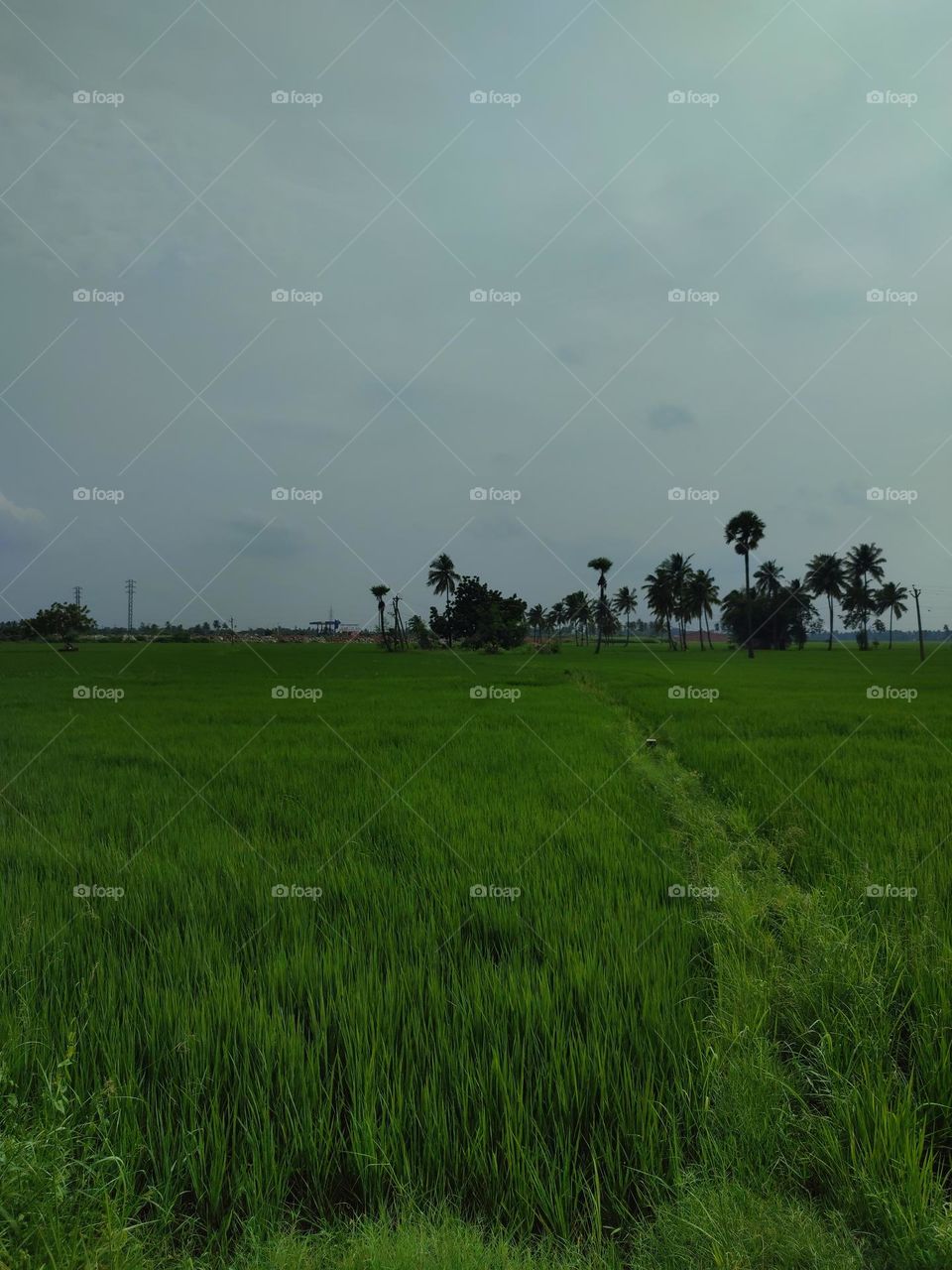 Natural Green Carpet
The paddy fields are a work of art carefully crafted by human hands and nature magic