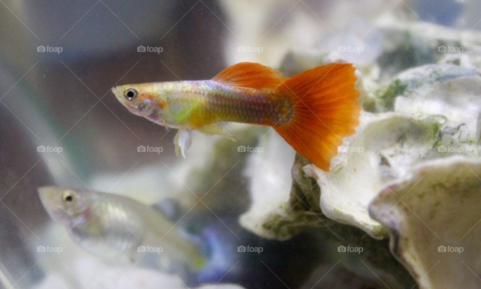Attractive color fish 