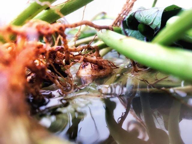 Natureza 