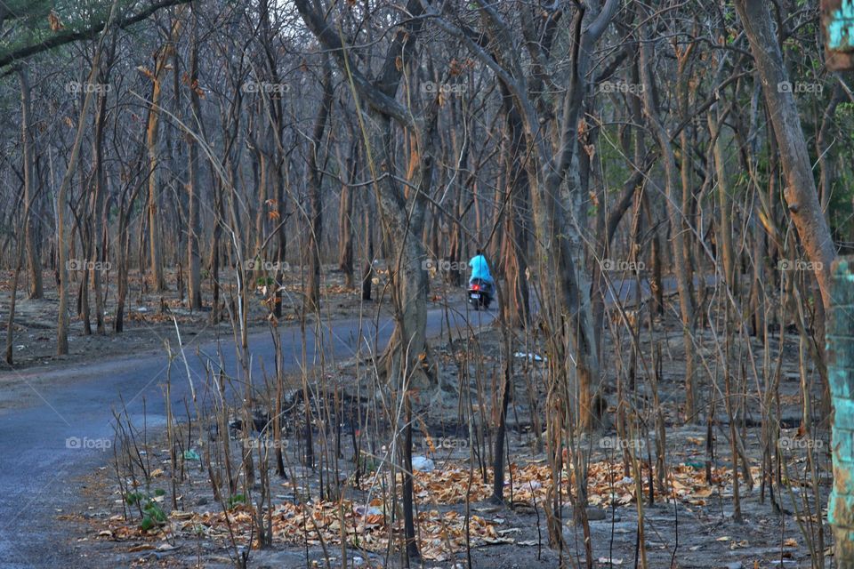 Man going through a dense, dried, dark forest on his scooter.