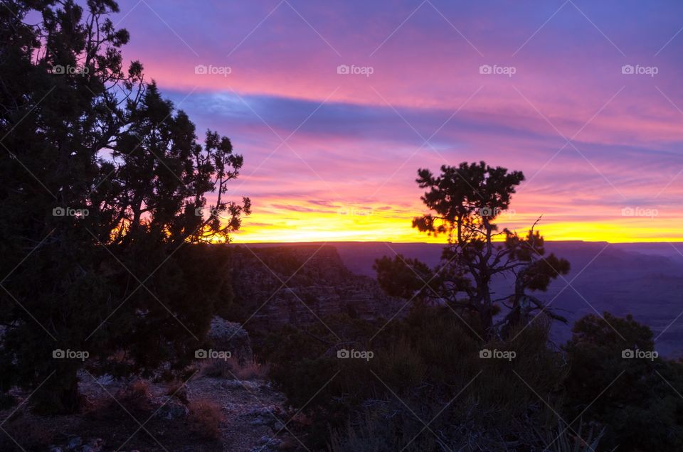 Grand Canyon trees at sunset 