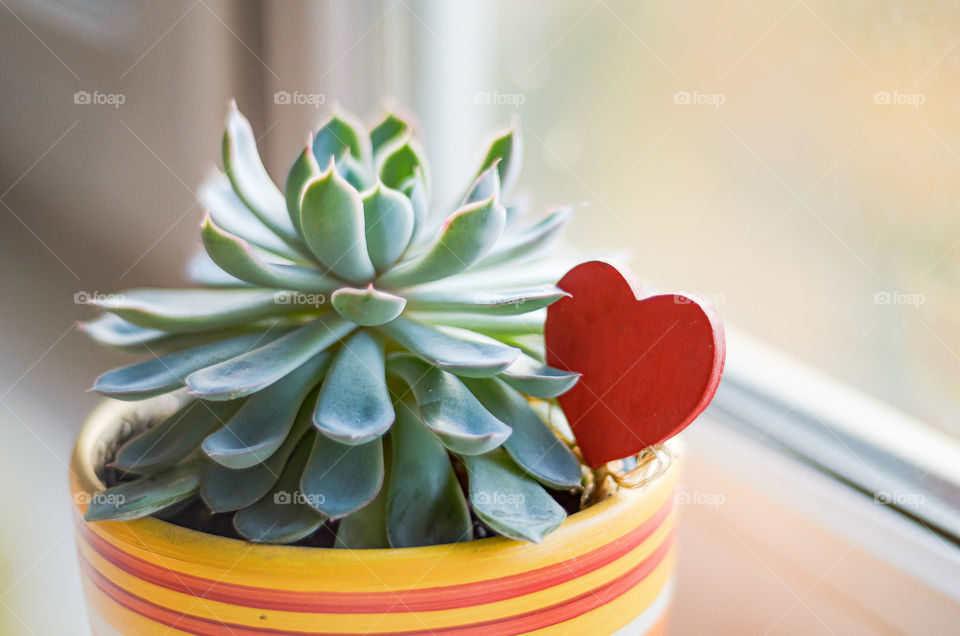 Succulent Echeveria in a bright pot with orange, yellow and red stripes. A pot with a plant stands by the window and is decorated with a red wooden heart. Echeveria has symmetrical fleshy leaves of pale green shades.