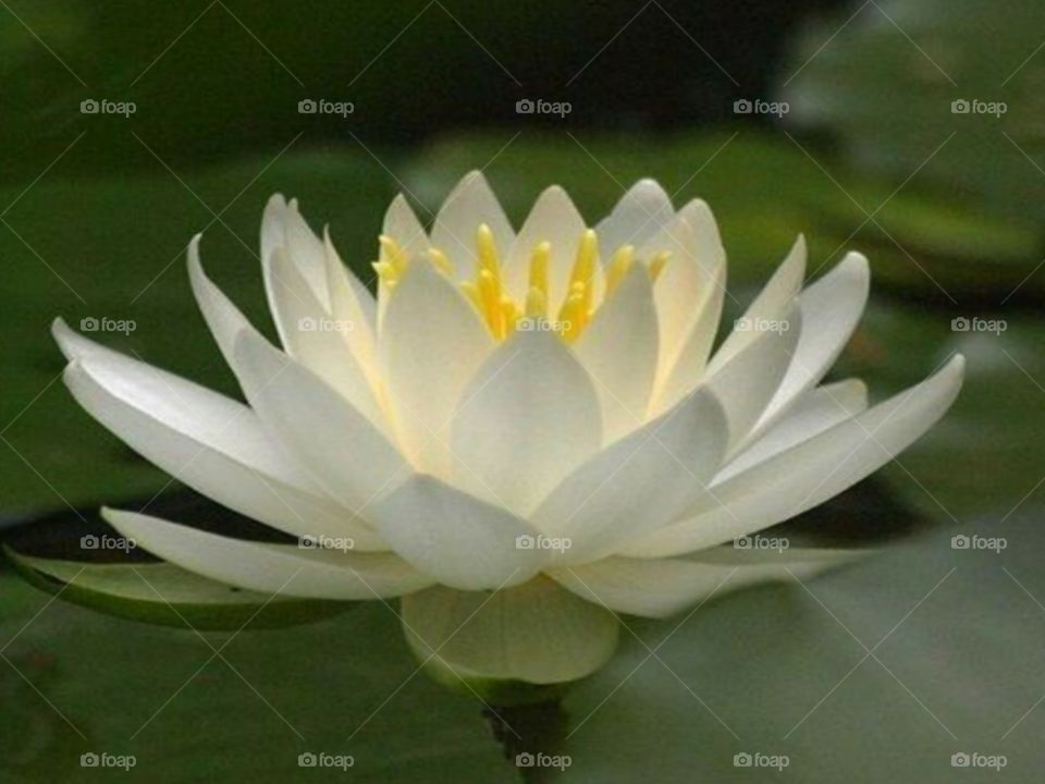 Flor de lótus, uma flor rara de ser encontrada