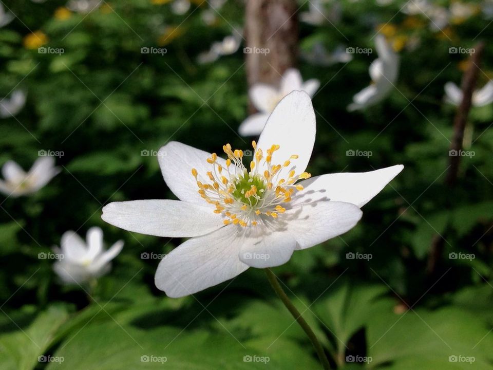 Close-up of white flower