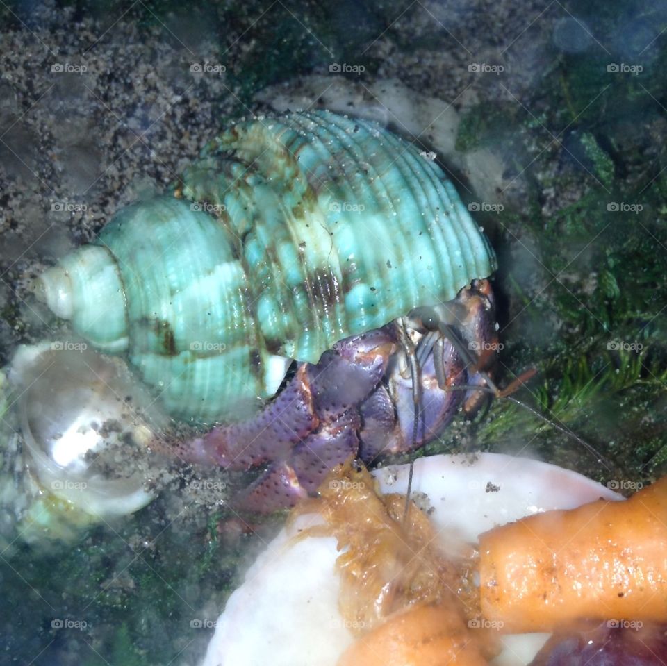 Hermit crab