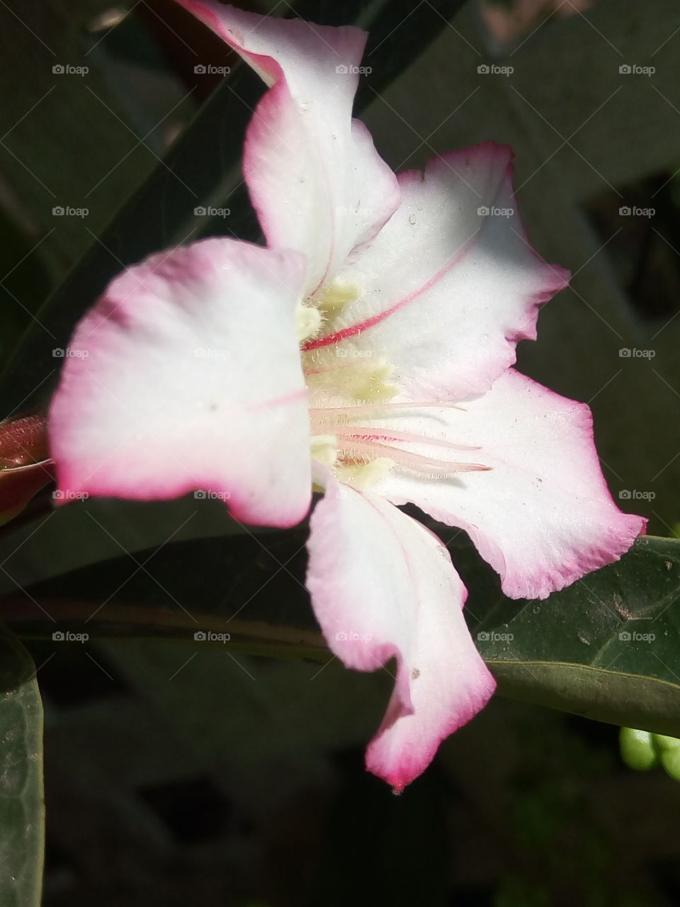 red edge with white petal rose