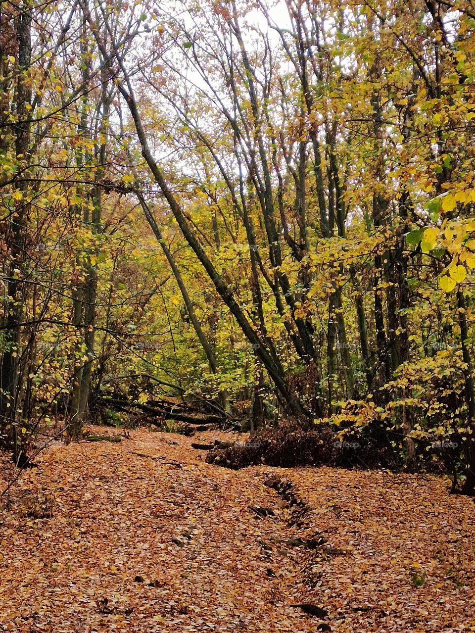 the autumn forest