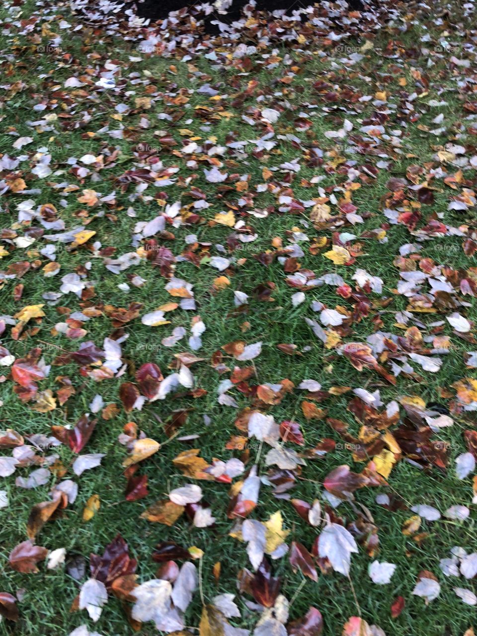 Fall leaves on the grass  on a rainy day 